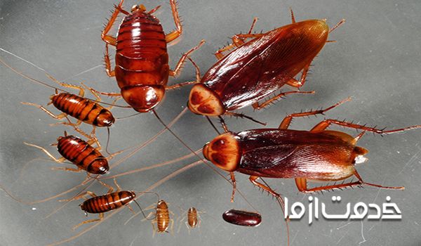 سمپاسی سوسک فاضلابی